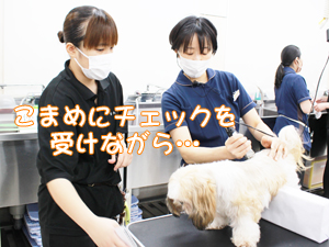 学校のモデル犬を１年生がトリミング！